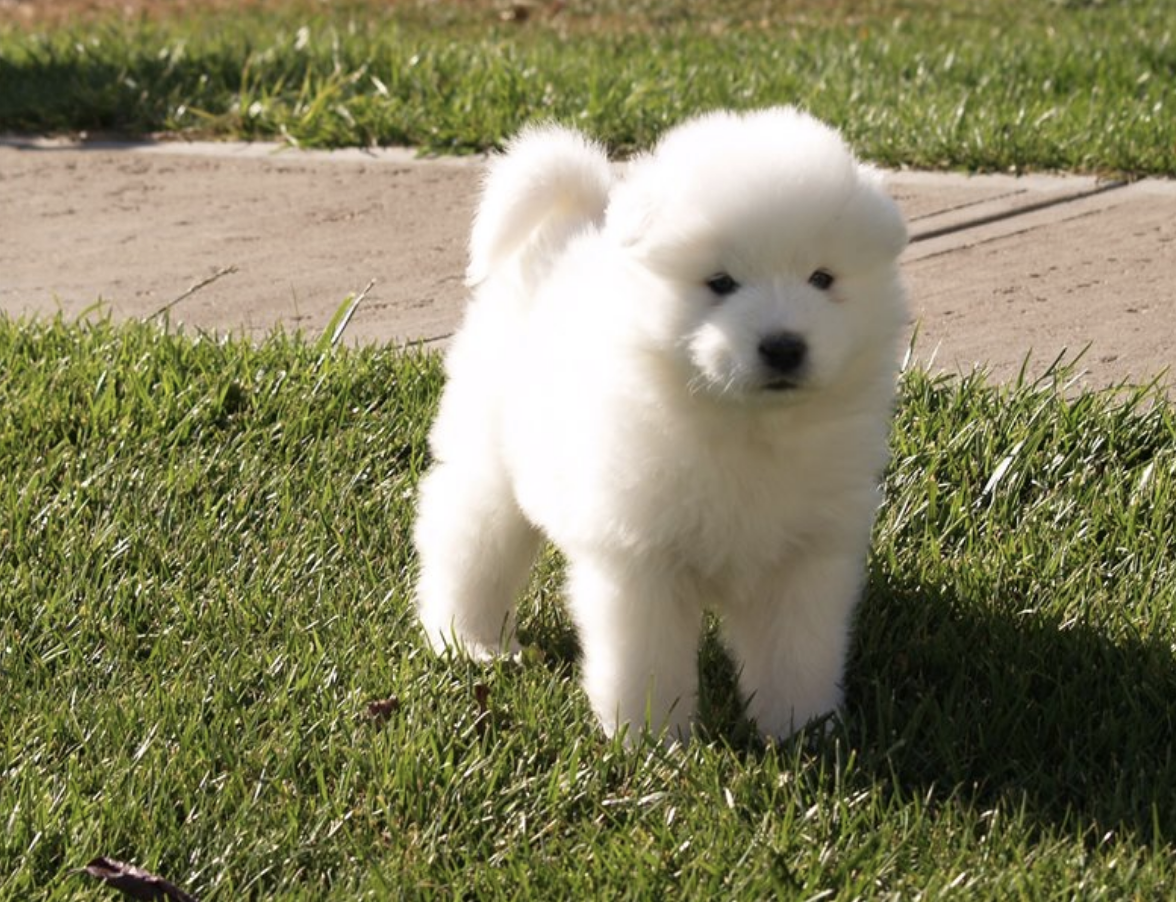 comprar cachorros sanos, baratos y asequibles para la venta